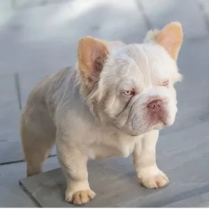 3 pocket bully x french bulldog puppies - Image 3
