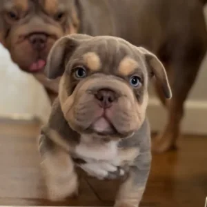 3 pocket bully x french bulldog puppies - Image 4