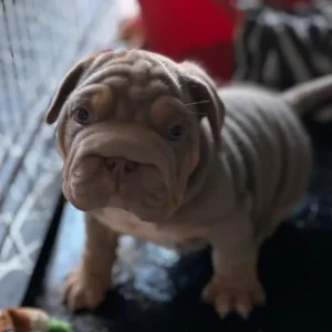3 pocket bully x french bulldog puppies - Image 5