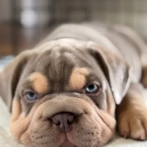 3 pocket bully x french bulldog puppies - Image 6
