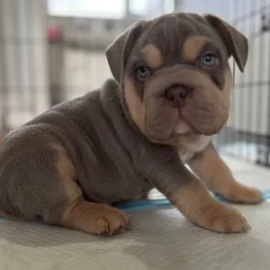 3 pocket bully x french bulldog puppies - Image 7