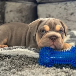 3 pocket bully x french bulldog puppies - Image 8