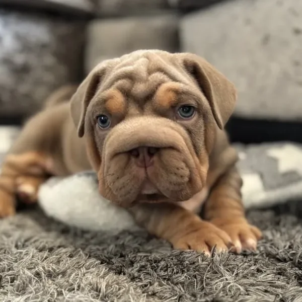 3 pocket bully x french bulldog puppies