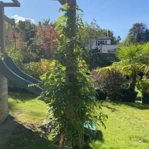 Wisterias on bamboo frames - Image 2