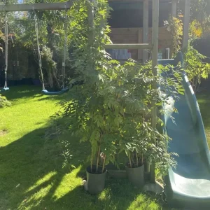 Wisterias on bamboo frames - Image 5