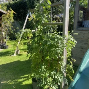 Wisterias on bamboo frames