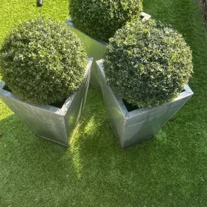 3x topiary’s in galvanised pots - Image 2