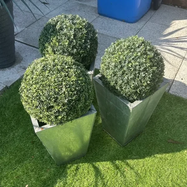 3x topiary’s in galvanised pots