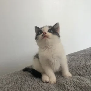 10-week-old black and white kitten - Image 2