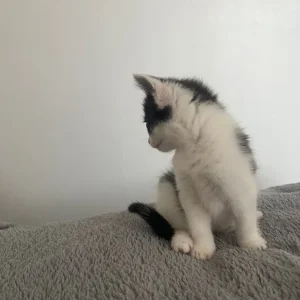 10-week-old black and white kitten - Image 3