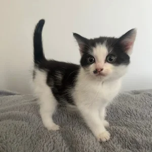 10-week-old black and white kitten - Image 4