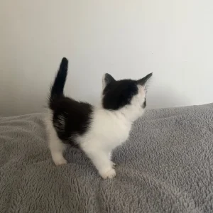 10-week-old black and white kitten - Image 5
