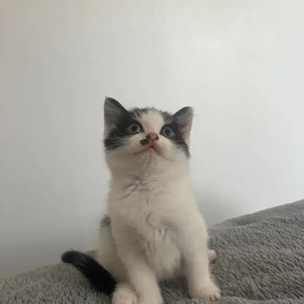 10-week-old black and white kitten