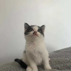 10-week-old black and white kitten