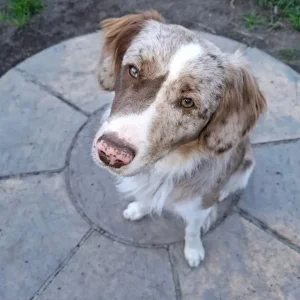 11-month-old male Springer x Collie - Image 2