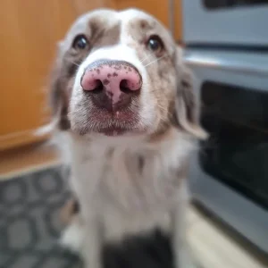 11-month-old male Springer x Collie - Image 3