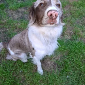 11-month-old male Springer x Collie - Image 4