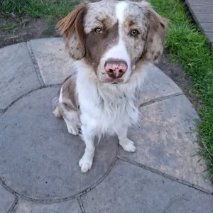 11-month-old male Springer x Collie - Image 6