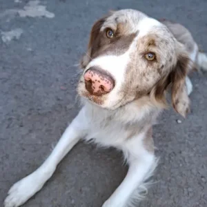 11-month-old male Springer x Collie - Image 7