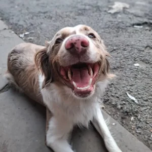 11-month-old male Springer x Collie
