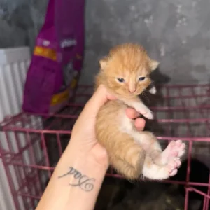 Kittens with exotic and tabby genes - Image 2