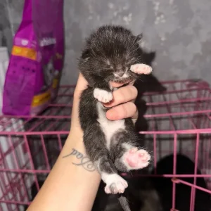 Kittens with exotic and tabby genes - Image 3
