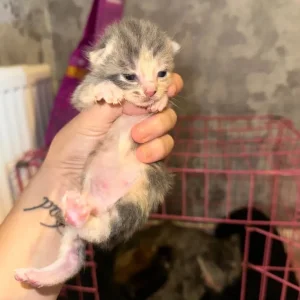 Kittens with exotic and tabby genes - Image 4