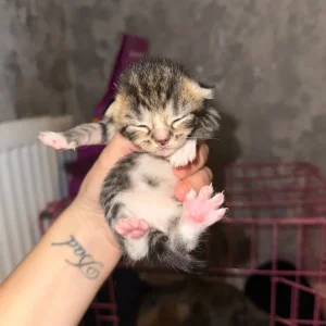 Kittens with exotic and tabby genes - Image 5