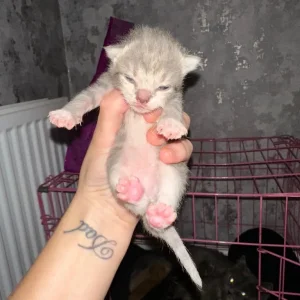 Kittens with exotic and tabby genes - Image 6