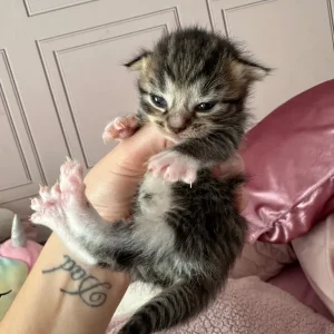 Kittens with exotic and tabby genes - Image 7