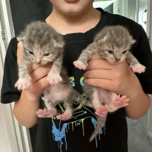 Kittens with exotic and tabby genes - Image 8
