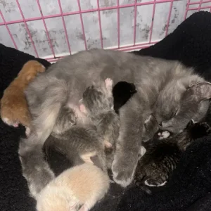 Kittens with exotic and tabby genes