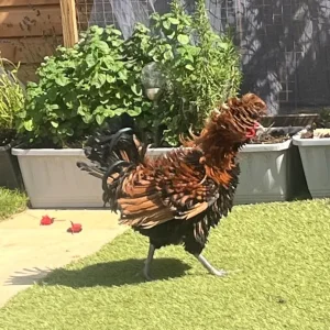 Roosters - Image 2