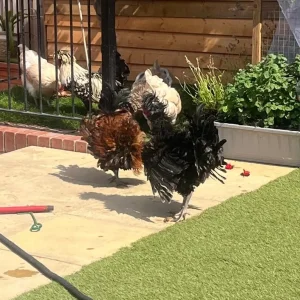 Roosters - Image 3