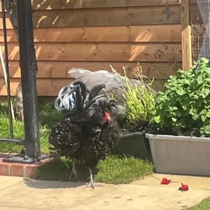 Roosters - Image 4