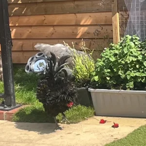 Roosters - Image 5