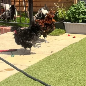 Roosters - Image 6