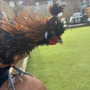 Roosters - Image 7
