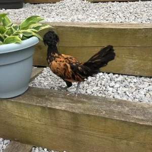 Roosters - Image 8
