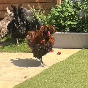 Roosters
