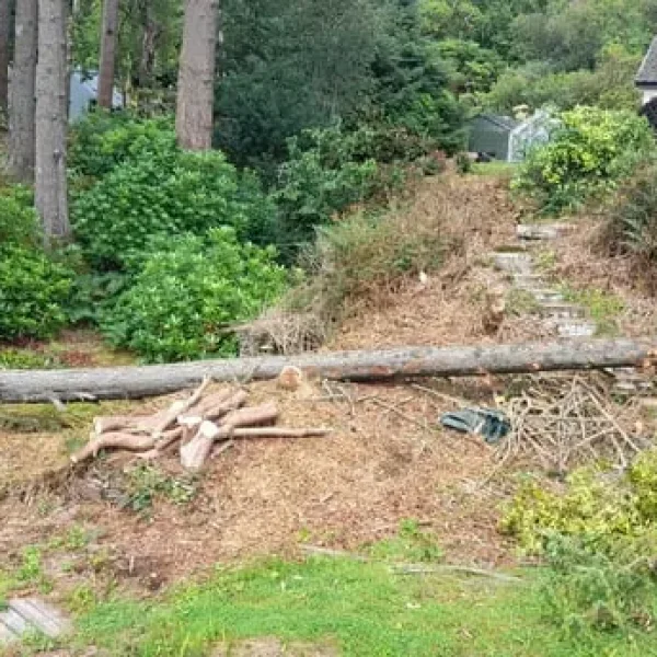 Douglas fir firewood or milling wood