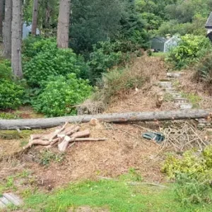 Douglas fir firewood or milling wood