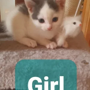 Sweet Little Girl - Image 4