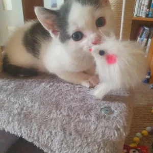 Sweet Little Girl - Image 6