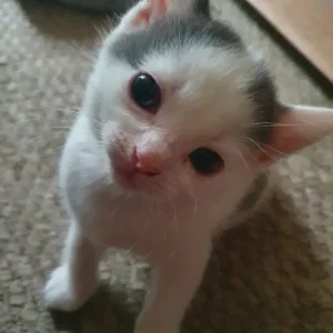 Sweet Little Girl - Image 7