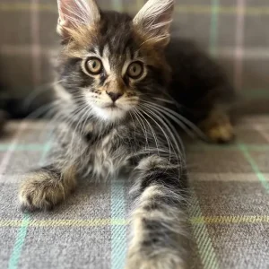 TICA registered Maine coon kittens - Image 2
