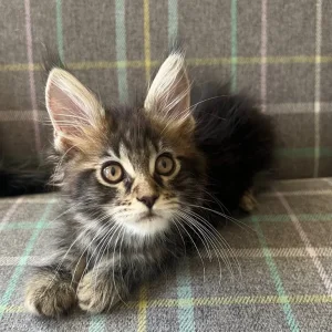 TICA registered Maine coon kittens - Image 3