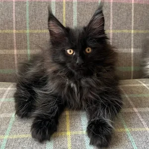 TICA registered Maine coon kittens - Image 4