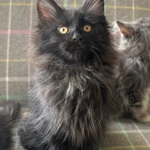 TICA registered Maine coon kittens - Image 5