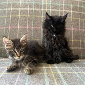 TICA registered Maine coon kittens - Image 6